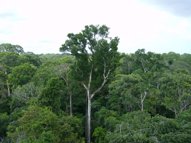 Nasa conclui que Amazônia absorve mais gás carbônico do que emite