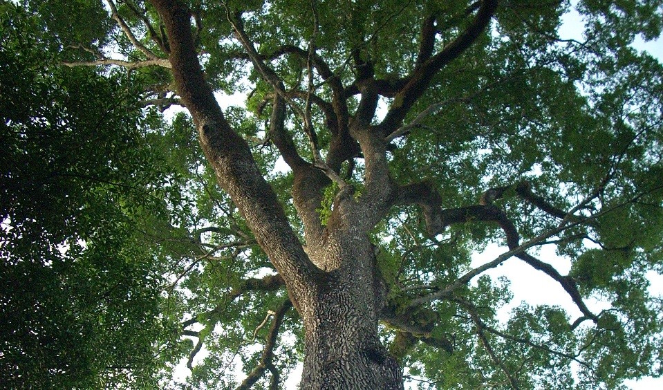 Conheça a árvore mais velha do Brasil