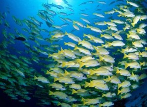 proteção para 475 espécies aquáticas 